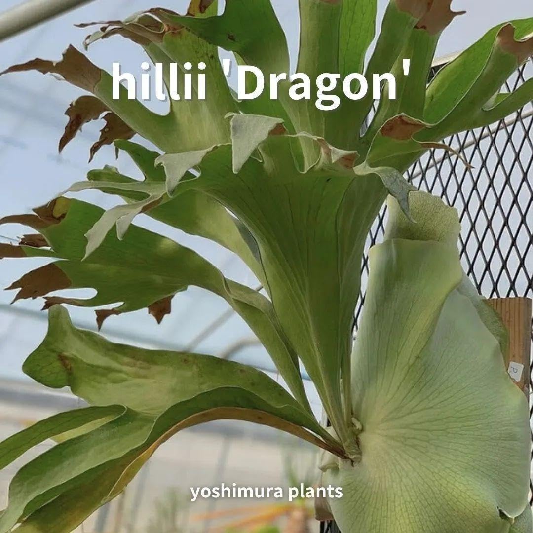 Amazon.co.jp: [胞子] hillii 'Dragon' ヒリードラゴン ビカクシダ